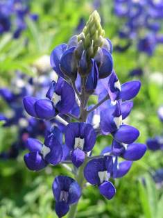 Bluebonnet